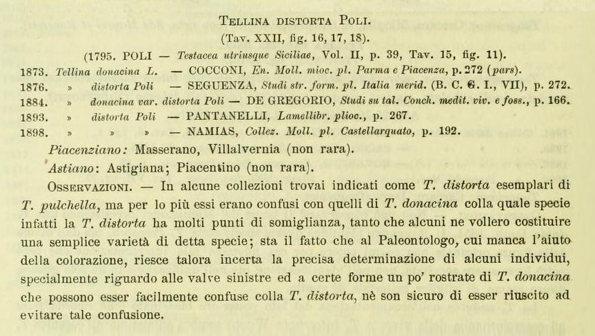 Tellina distorta ?? (Poli, 1791) Pliocene - Astigiano